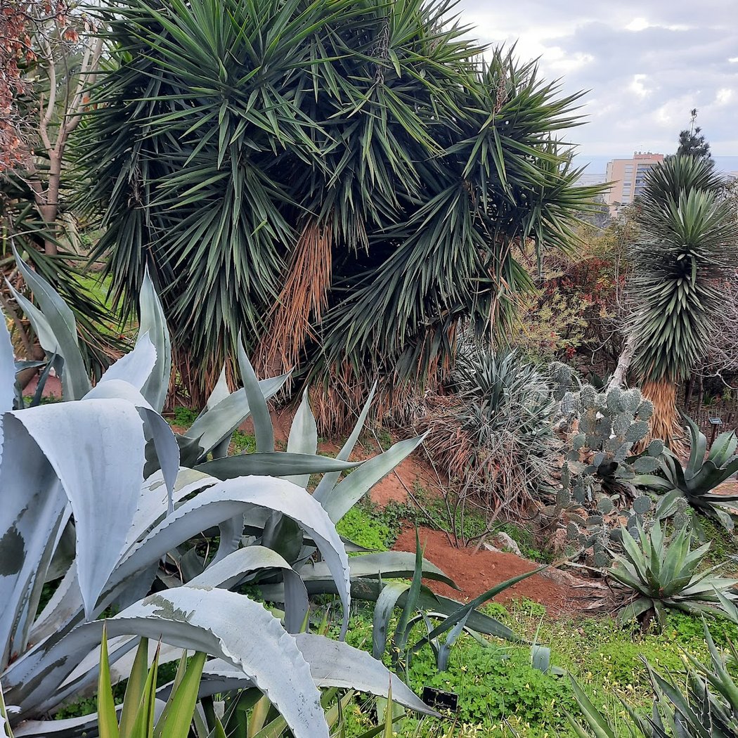 Jardin botanique de Nice 2